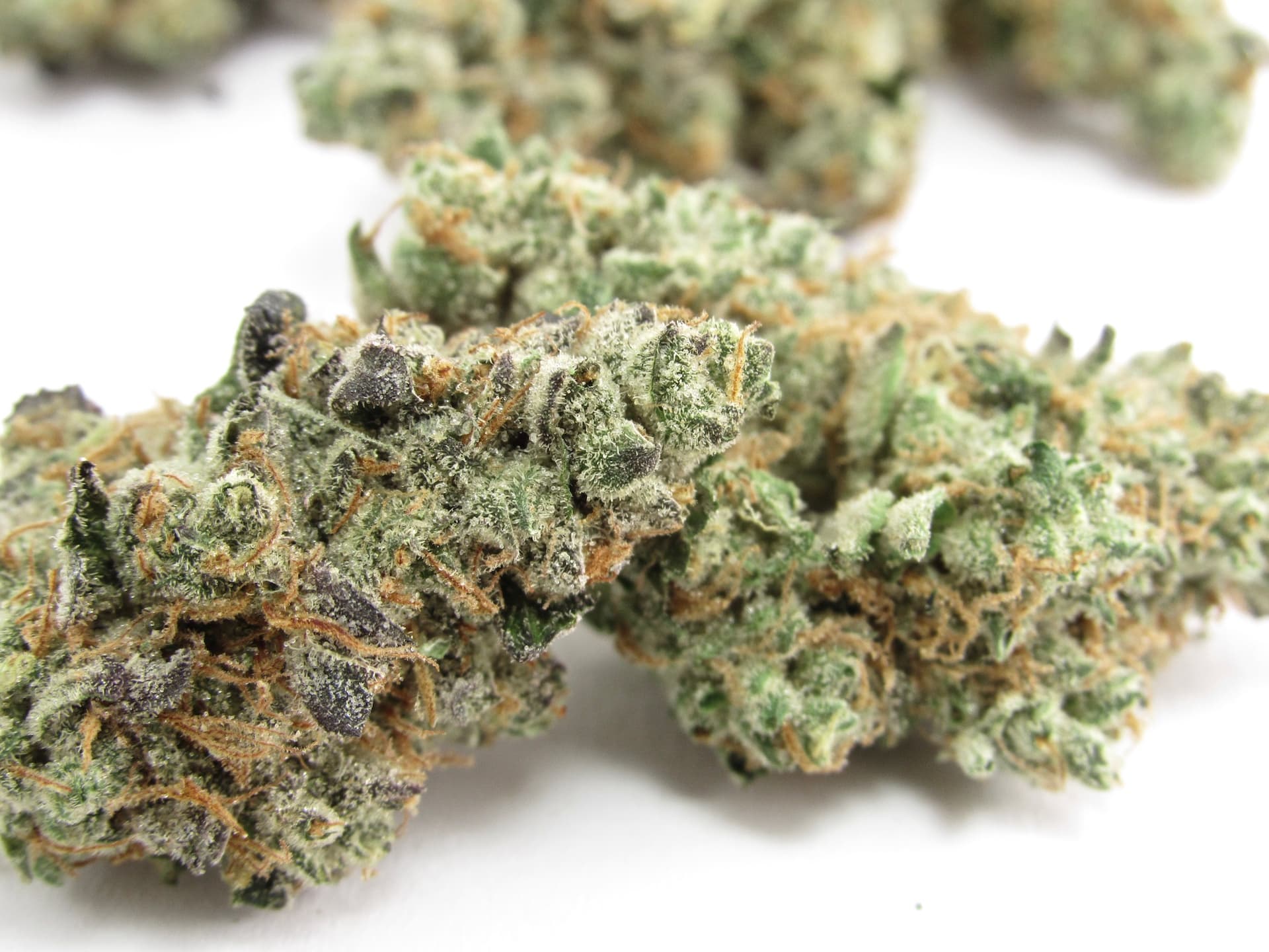 CBD Blüten Bestellen – Deine Bestellung für hochwertige CBD Blüten aufgeben